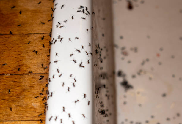 Best Best Pest Control Companies  in West Belmar, NJ